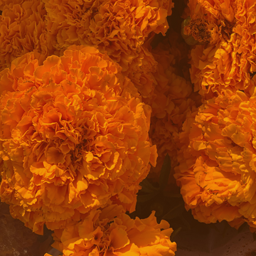 Cempazuchitl/Marigold or Celosia Bundle