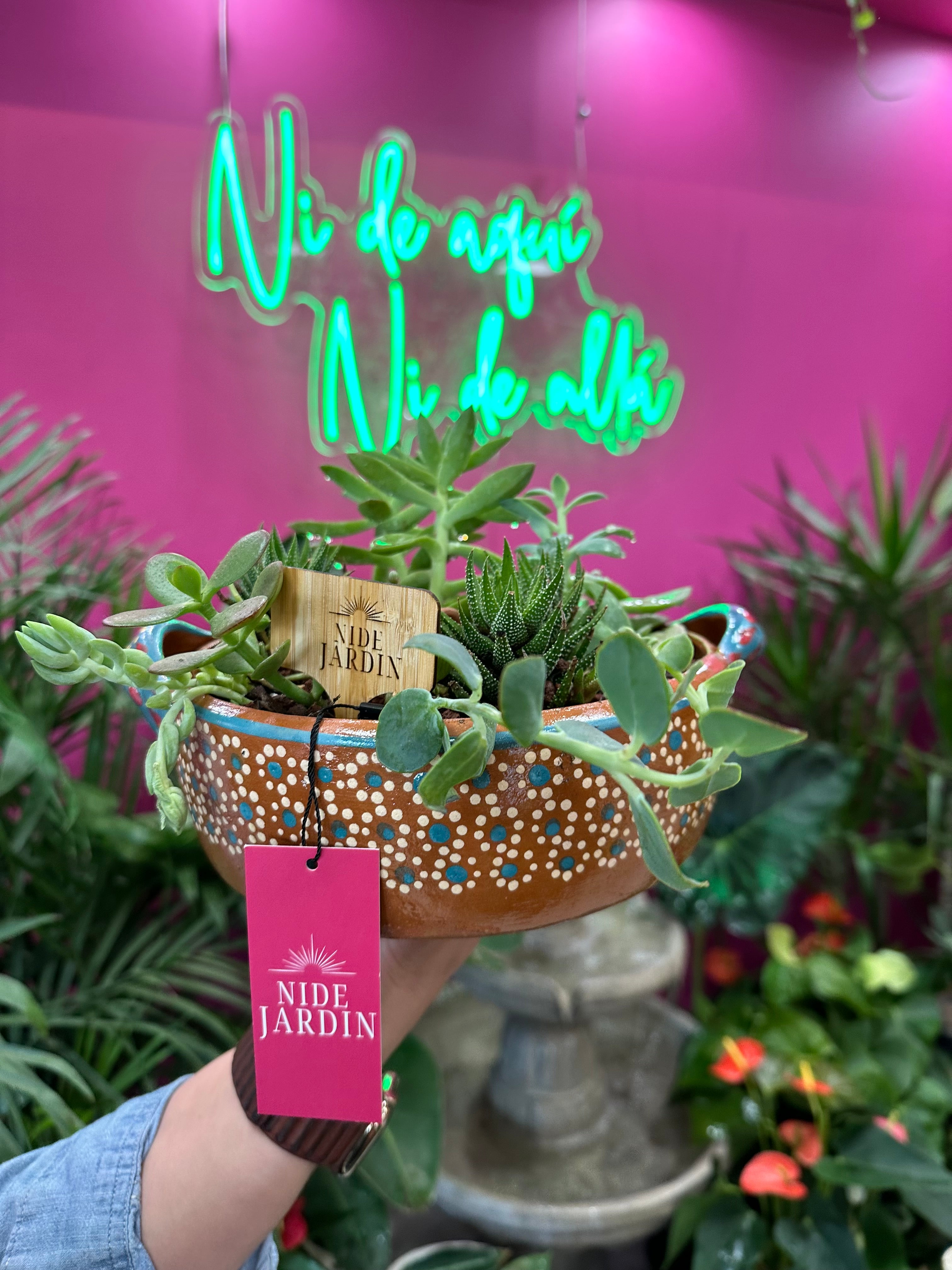 Aglaonema Bamboo