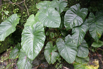 Mamei Silver Cloud Philodendron