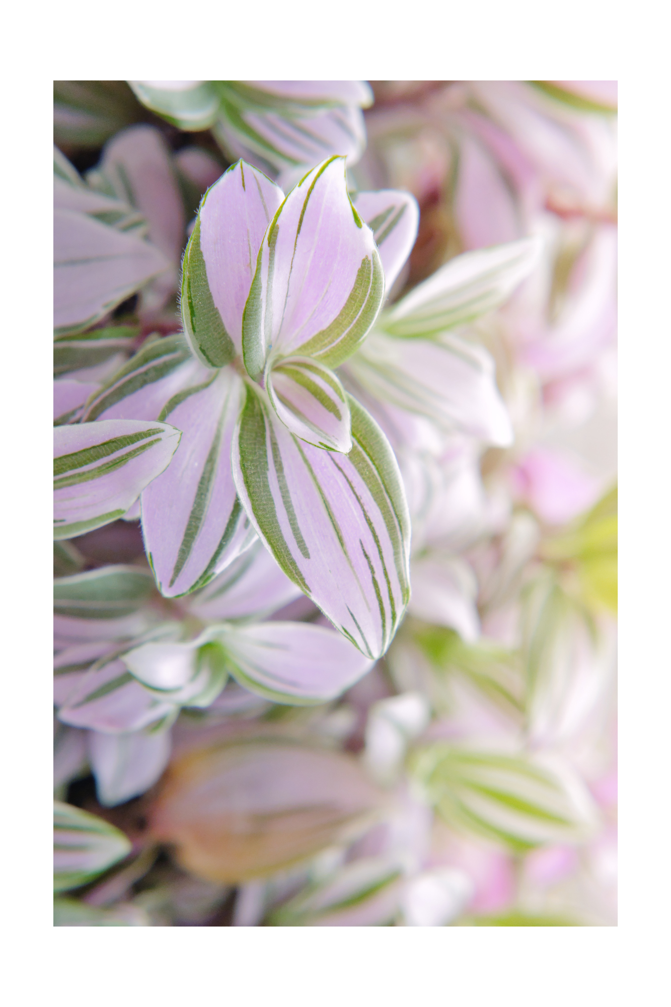 Tradescantia Nanouk