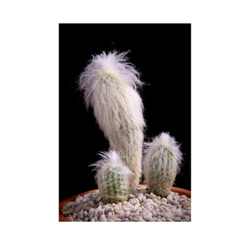 6'' Old Man Cactus (Cephalocereus Senilis)