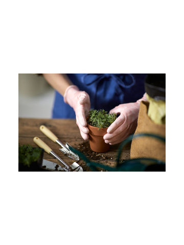 Potting 101: Tropical Plant Potting