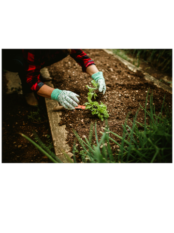 Kitchen Gardening 101: Planting - Tending & Harvesting - Growing with Confidence