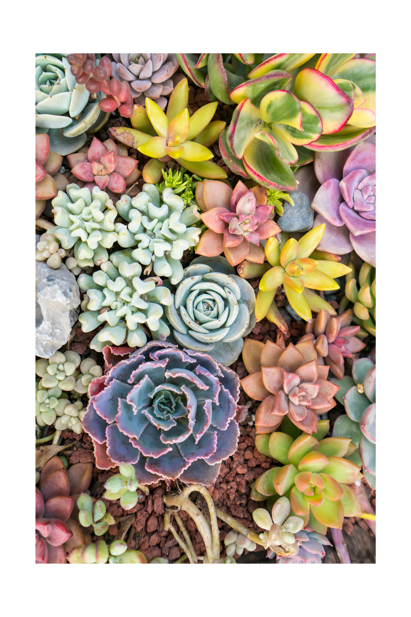 Assortment Succulent