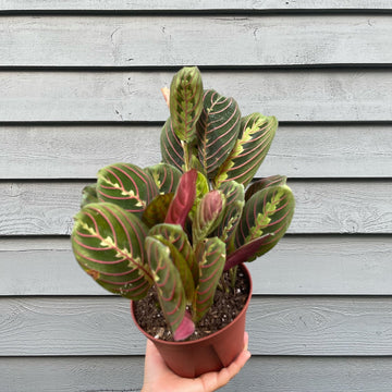 Prayer Plant - Calathea Red Maranta 4''