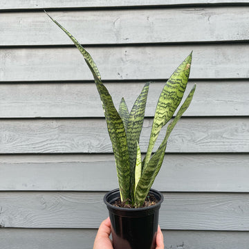 Snake Plant