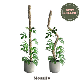 Original Bendable Moss Pole™ - Climbing Plants - Best Seller