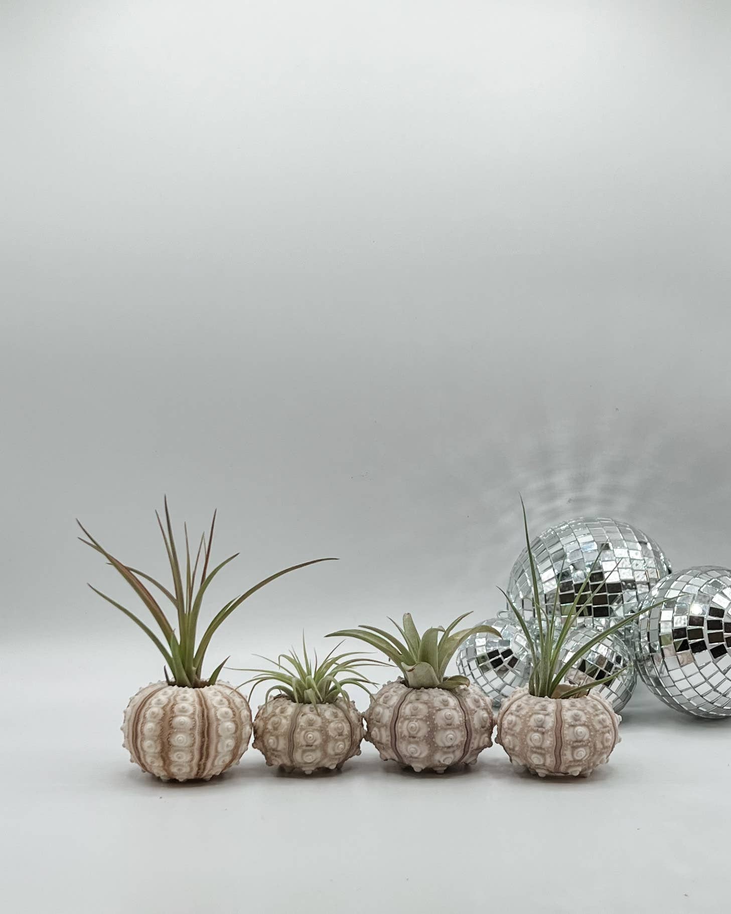 Sputnik Seashell Air Plant Holder + Air Plant